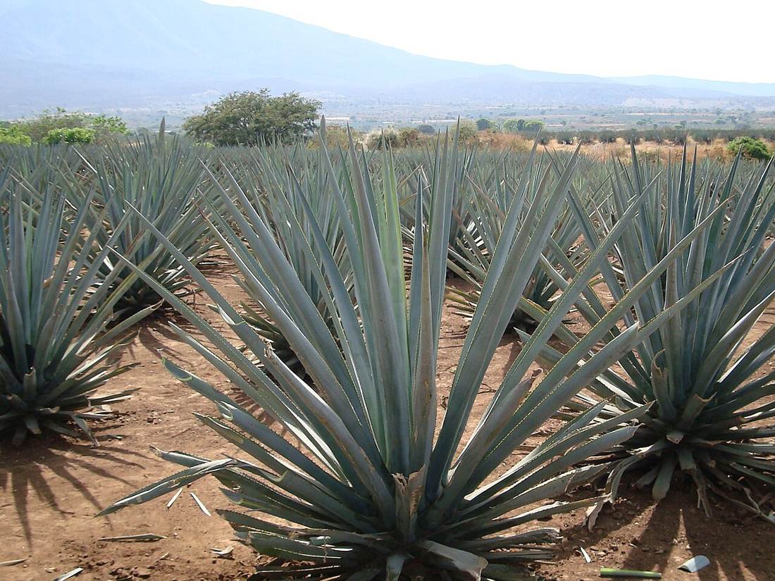 Blue agave field, Jalisco